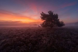 Mistige zonsopkomst Veluwe von Rick Kloekke