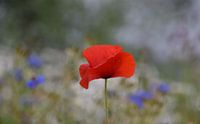 Coquelicot