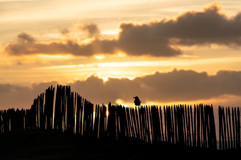 vogel op het strand par Dirk van Egmond