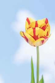 Gele tulp met rode strepen von Gea Veenstra