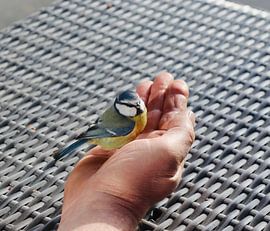 Koolmees wacht de vrijheid toe  van Rob Doornbos