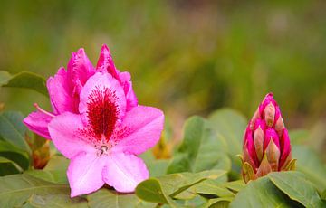 Rhododendron bloesems van Ines Porada