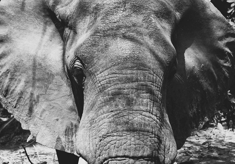 elephants by Ramon Beekelaar