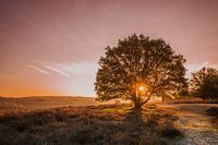 Golden hour