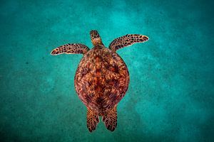 Tortue