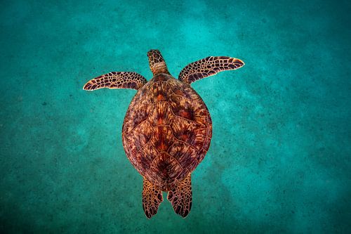 Schildpad van Matthias Spartz