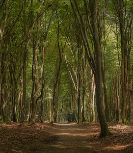 Het Speulderbos van Christiaan De Vries