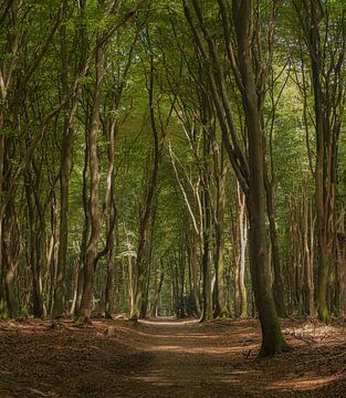 La forêt de Speulder sur Christiaan De Vries