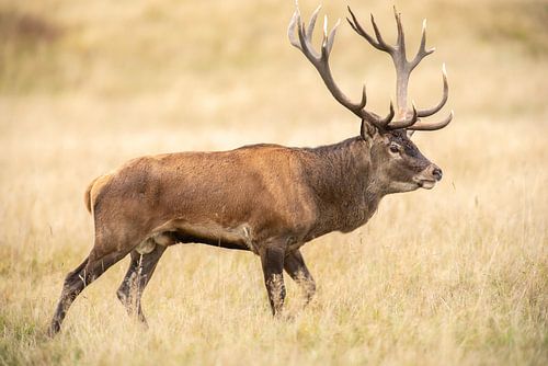 Edelhert in avondlicht