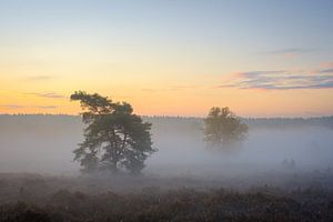 Des arbres dans le brouillard