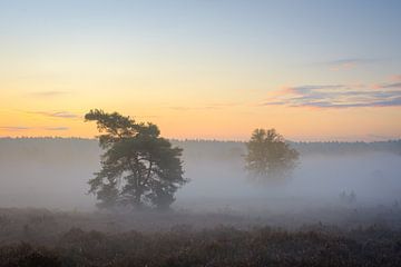 Bomen in de mist van Johan Vanbockryck