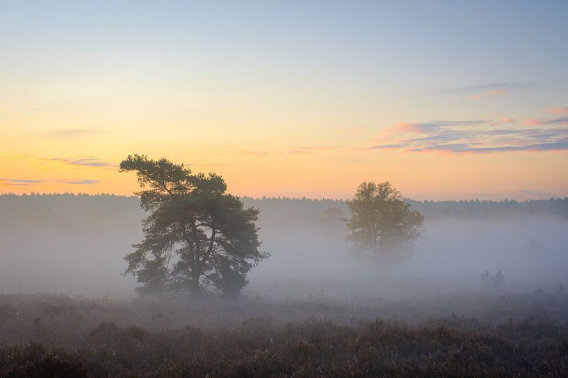 Bäume im Nebel von Johan Vanbockryck