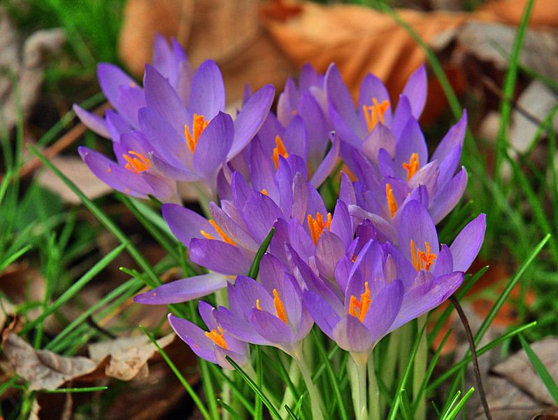 Krokus 23 van Edgar Schermaul