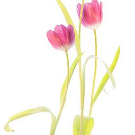 Tulpen von Fionna Bottema