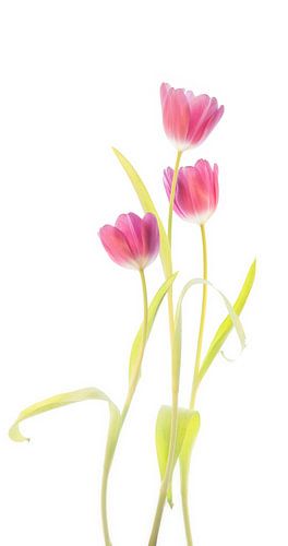 Tulpen
