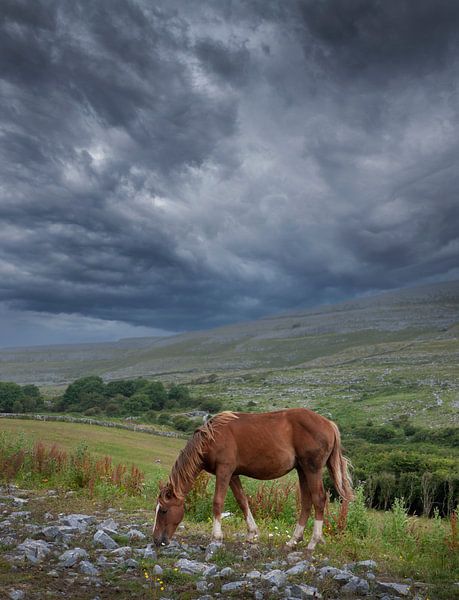 Grazend paard en dreigende regenwolken. Ierland van Albert Brunsting