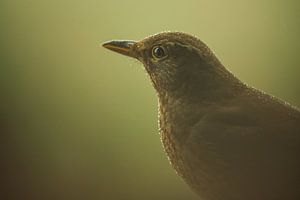 Blackbird sur Douwe Schut