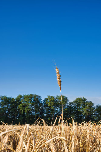 Boven het Gouden Veld