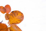 Last orange autumn leaves against a white sky 1 | Abstract photography by Merlijn Arina Photography thumbnail