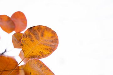 Letzte orangefarbene Herbstblätter gegen einen weißen Himmel 1 | Abstrakte Fotografie von Merlijn Arina Photography