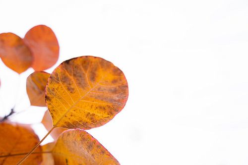 Laatste oranje herfstbladeren tegen een witte lucht 1 | Abstracte fotografie