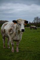 koe in de wei