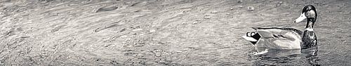 Canard regarde vers la gauche