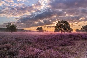 Blühende Heidelandschaft Loonse en Drunense duinen