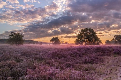 Bloeiende heide Loonse en Drunense duinen