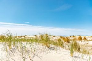 Dunes de Vlieland. sur Ron van der Stappen