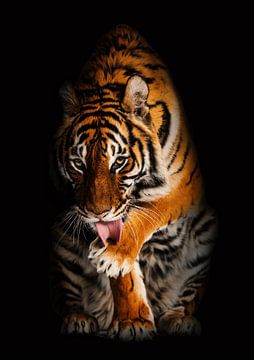 Tiger in shadows by Bert Hooijer