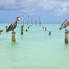 Pelicans in harmony by Wim van Berlo