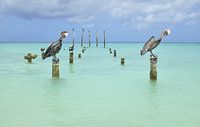 Pelicans in harmony by Wim van Berlo thumbnail