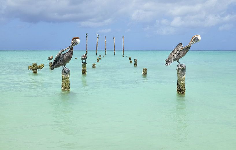 Pelicans in harmony by Wim van Berlo