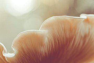 The waves of a mushroom. Autumn photography by Denise Tiggelman