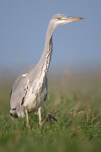 Le héron cendré ( Ardea cinerea ) se déplace à la recherche de nourriture dans une haute prairie, la par wunderbare Erde