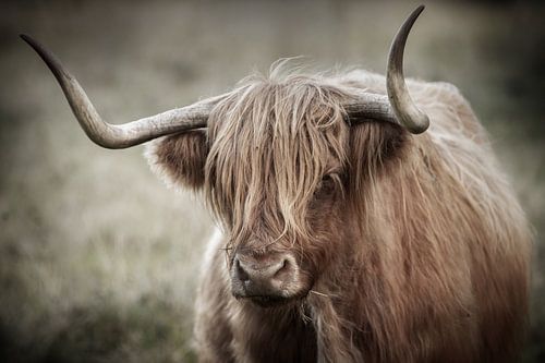 Portrait of Scottish highlander cow in fine edit