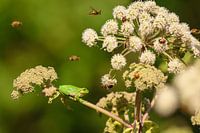 Tree frog among flowers and bees