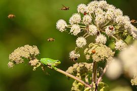 Rainette parmi les fleurs et les abeilles sur Anjella Buckens