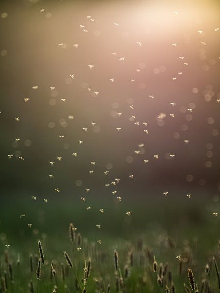 Sunny Mosquitoes In The Field 2 by Mr White Takes Pictures