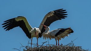 Storch von Richard van der Zwan