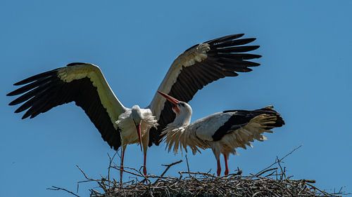 Stork