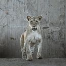 Stoere leeuw van Sharing Wildlife thumbnail