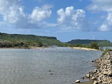 Flamingo’s van William Masseur