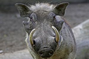 Phacochère