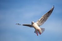 Mouette aux ailes déployées