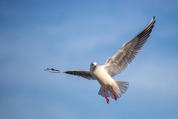 Gull with outstretched wings by Salke Hartung