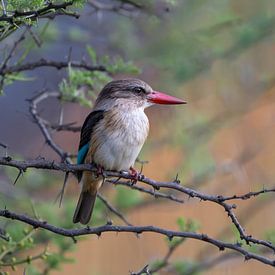 Le chasseur de Pilanesberg sur Lex van Doorn