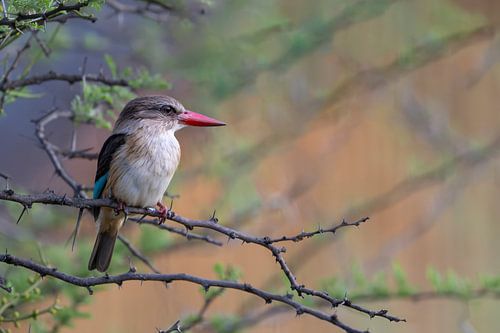 Der Jäger vom Pilanesberg von Lex van Doorn