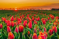 Tulipfield by Twan Aarts Photography thumbnail